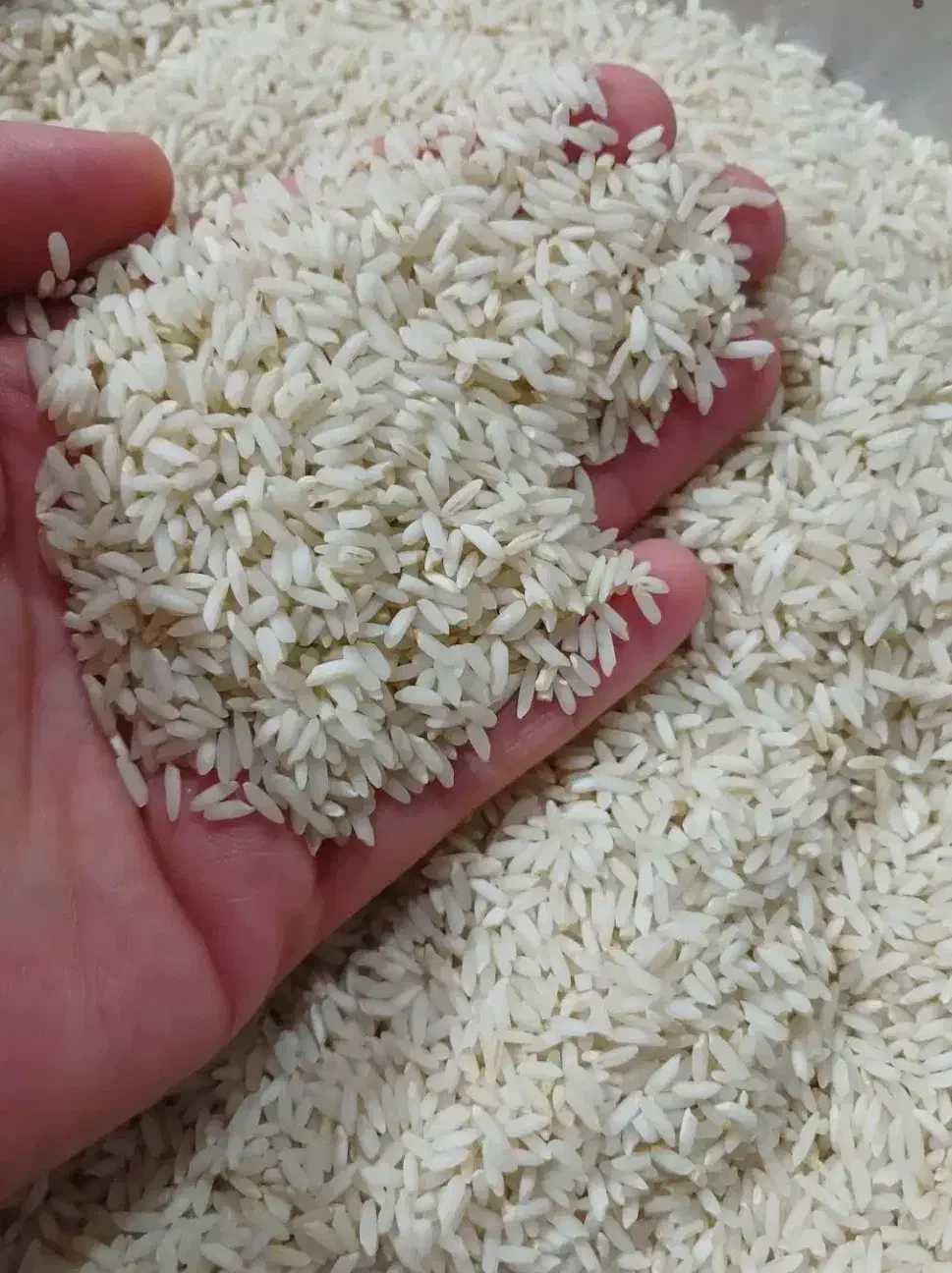 برنج محلی|خوردنی و آشامیدنی|بروجرد, |دیوار