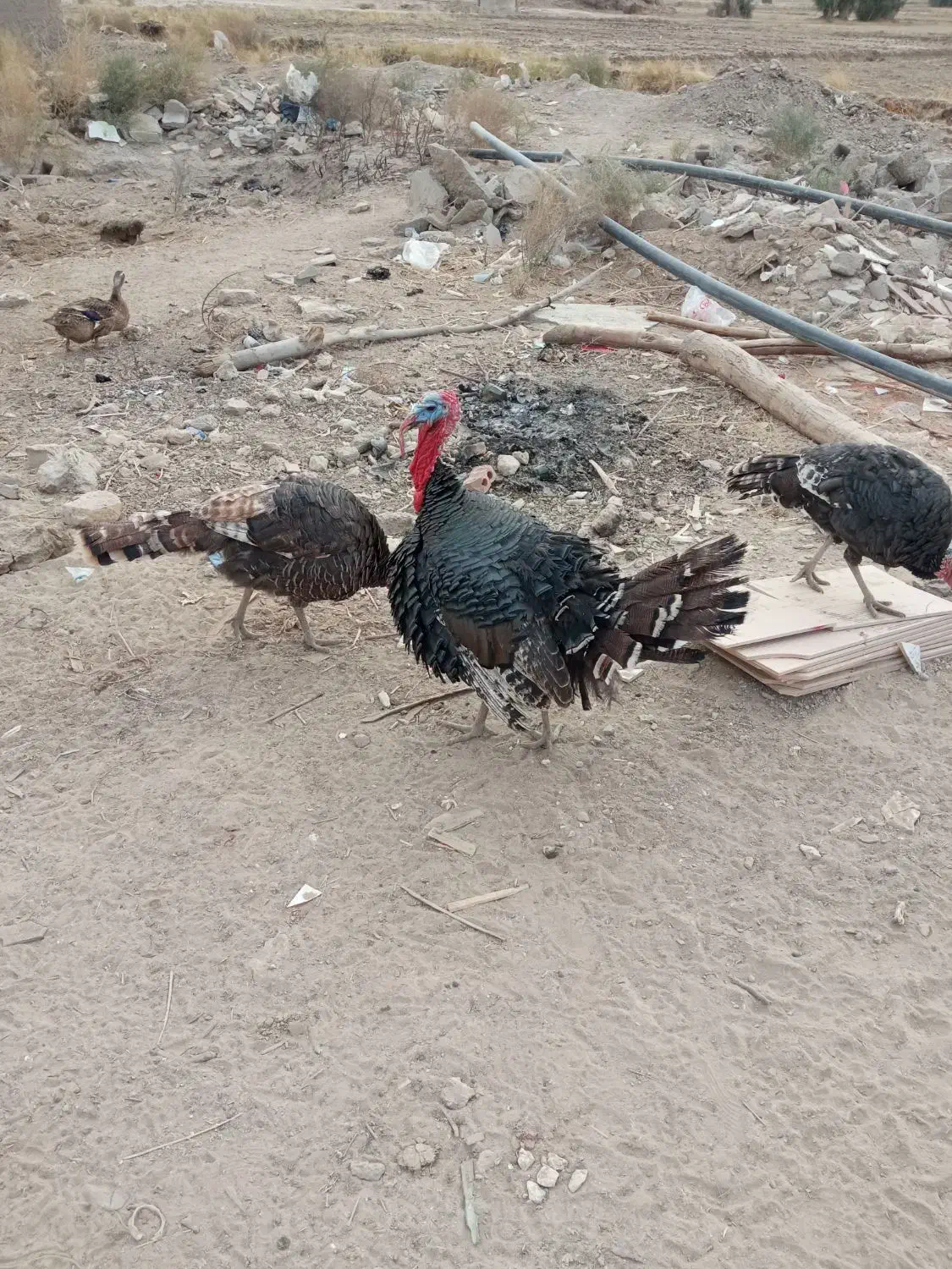 بوقلون محلی|حیوانات مزرعه|زهک, |دیوار