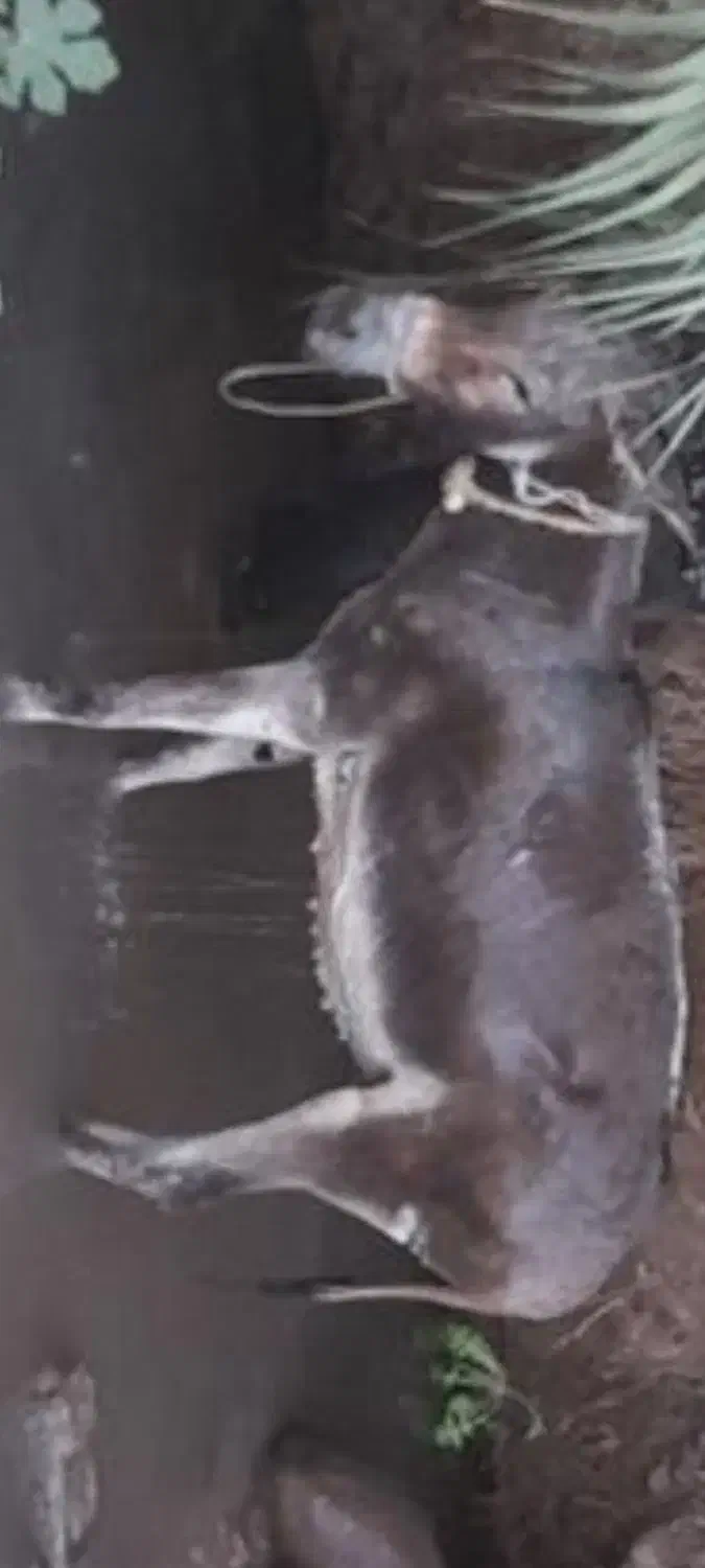 دوعدد الاغ جوان قوچاق|حیوانات مزرعه|قزوین, |دیوار