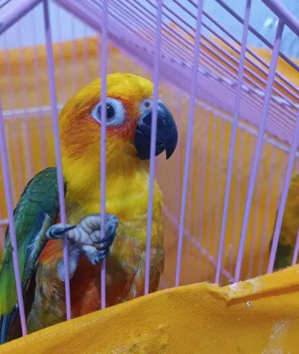 طوطی خورشیدی|پرنده|قشم, |دیوار