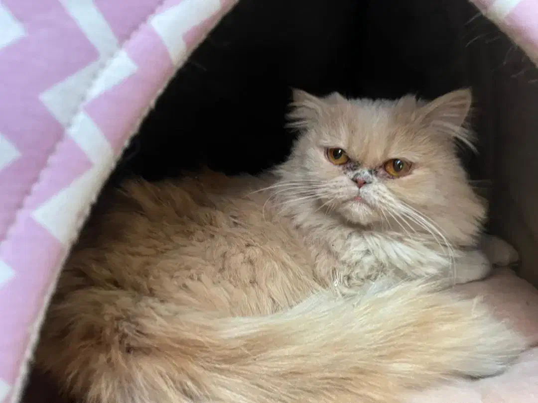 واگذاری گربه پرشین کرم|گربه|اردکان, |دیوار