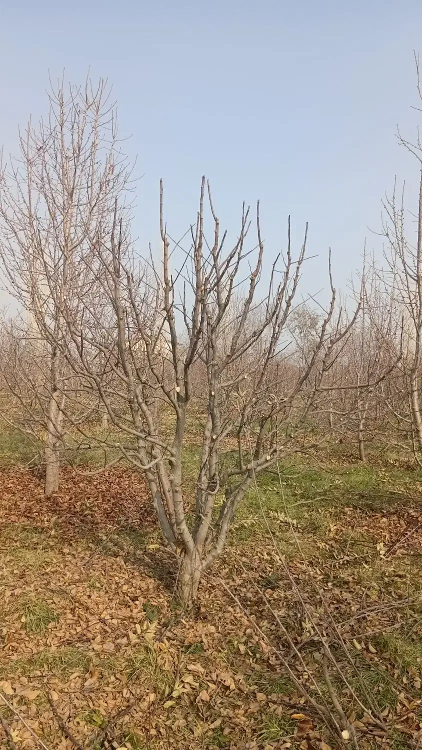 هرس درختان|خدمات باغبانی و درختکاری|نوشین شهر, |دیوار