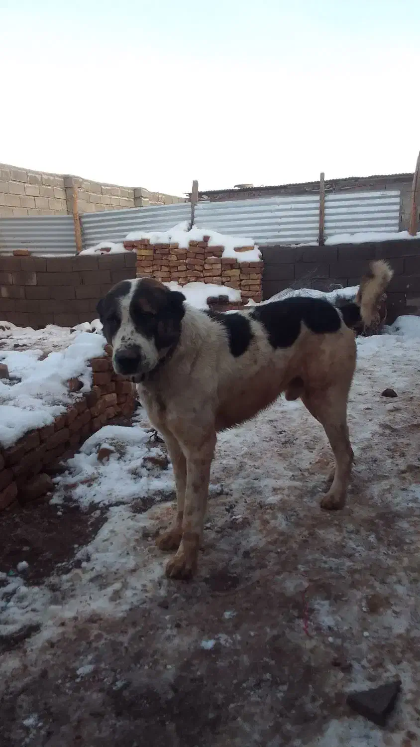 سگ‌گله|سگ|تربت جام, معدآباد|دیوار