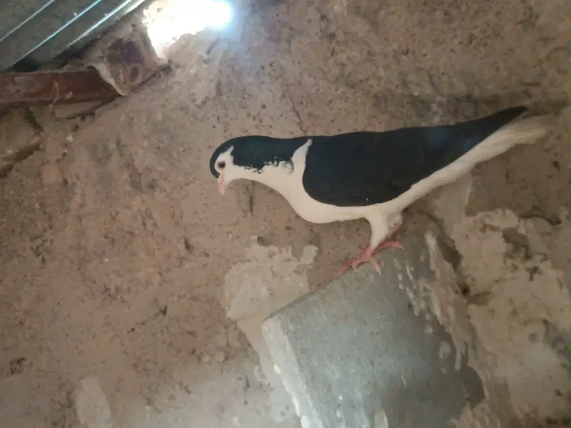 ساده|پرنده|زابل, |دیوار