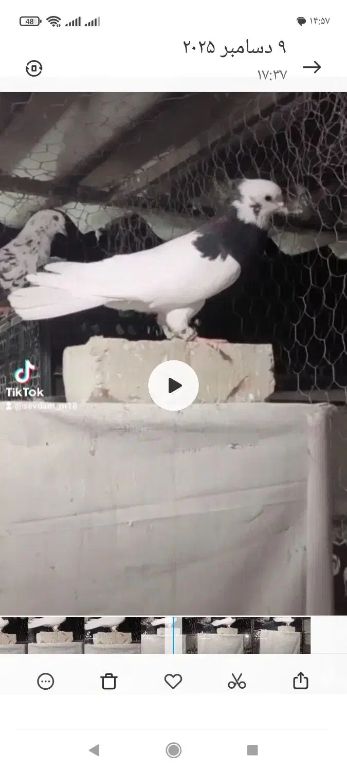 طوقی سیاه نر|حیوانات|تاکستان, |دیوار