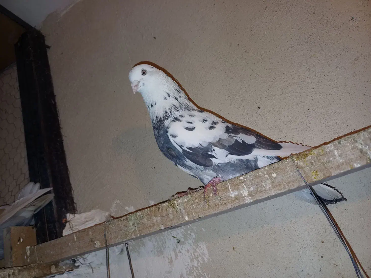 کبوتر قدیم تهران|پرنده|ری, دیلمان|دیوار