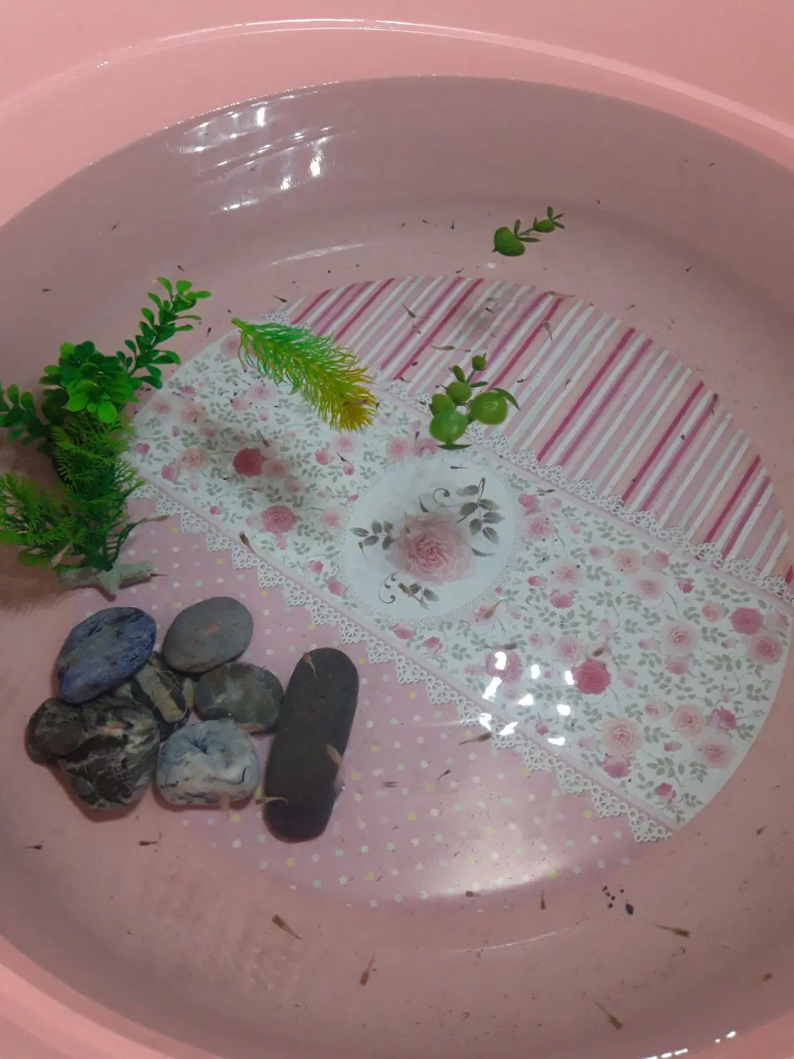 بچه گوپی|ماهی|سنندج, |دیوار