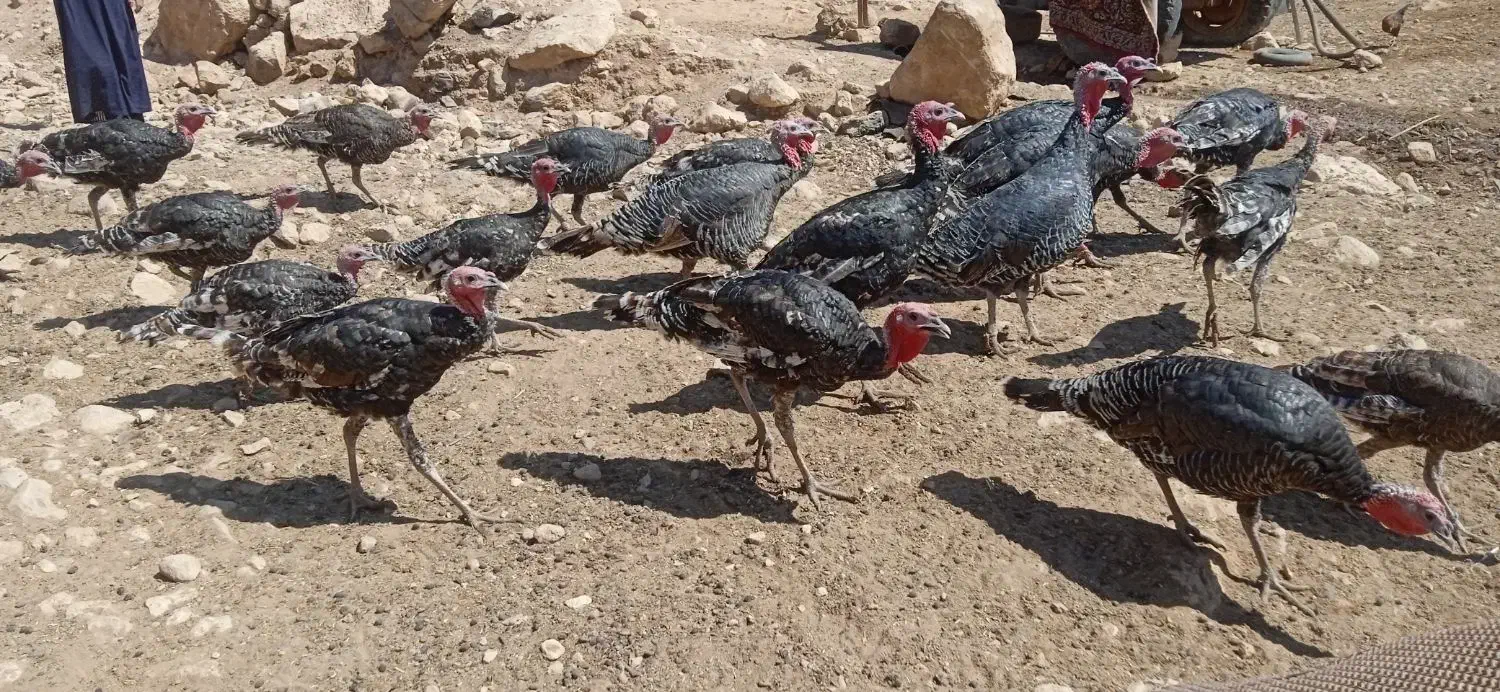 بوقلمون سالم وسرحال|پرنده|سیروان, |دیوار