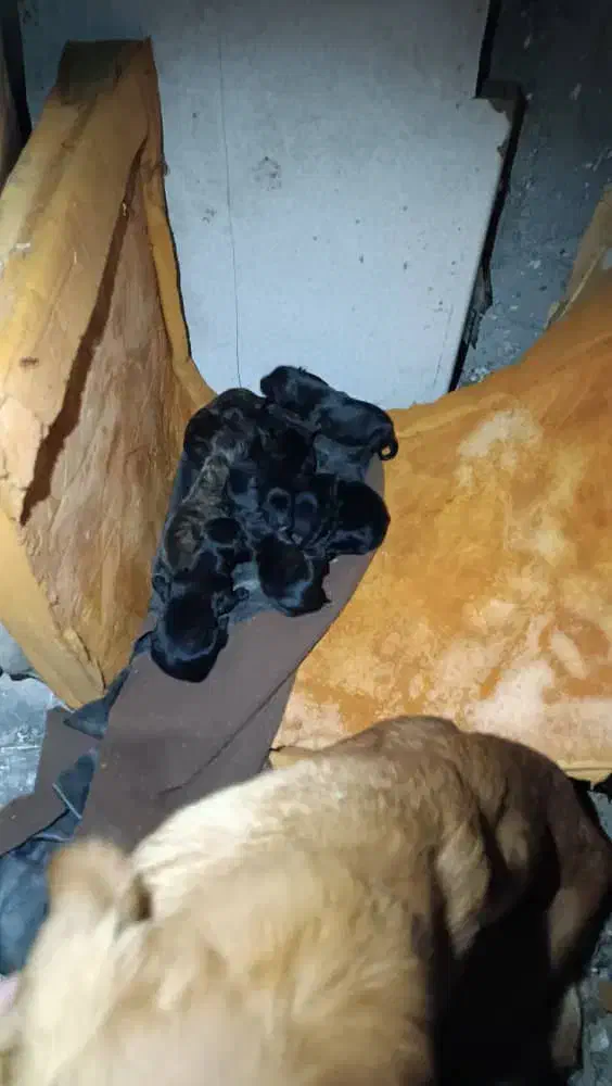 سگ خونگی|سگ|رشت, حومه رشت|دیوار