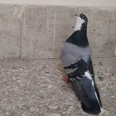 کبوتر نر سینه باز|پرنده|اصفهان, سرچشمه|دیوار