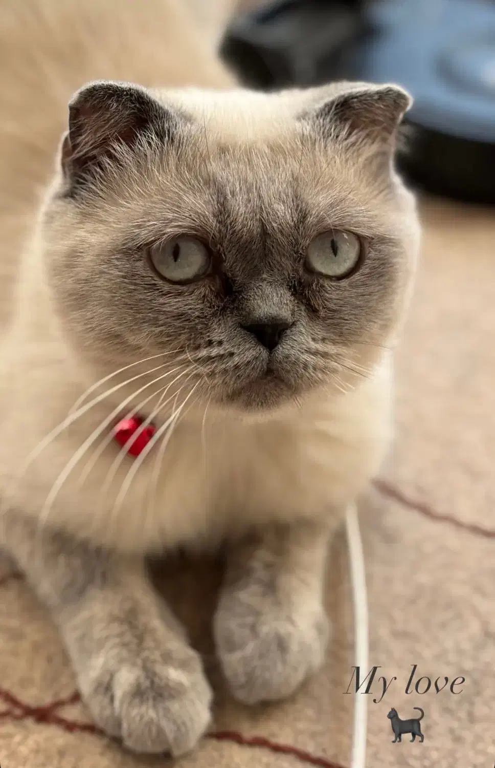 جفتگیری نر سیلور یا بلوپوینت|گربه|نیشابور, شهرک جانبازان|دیوار