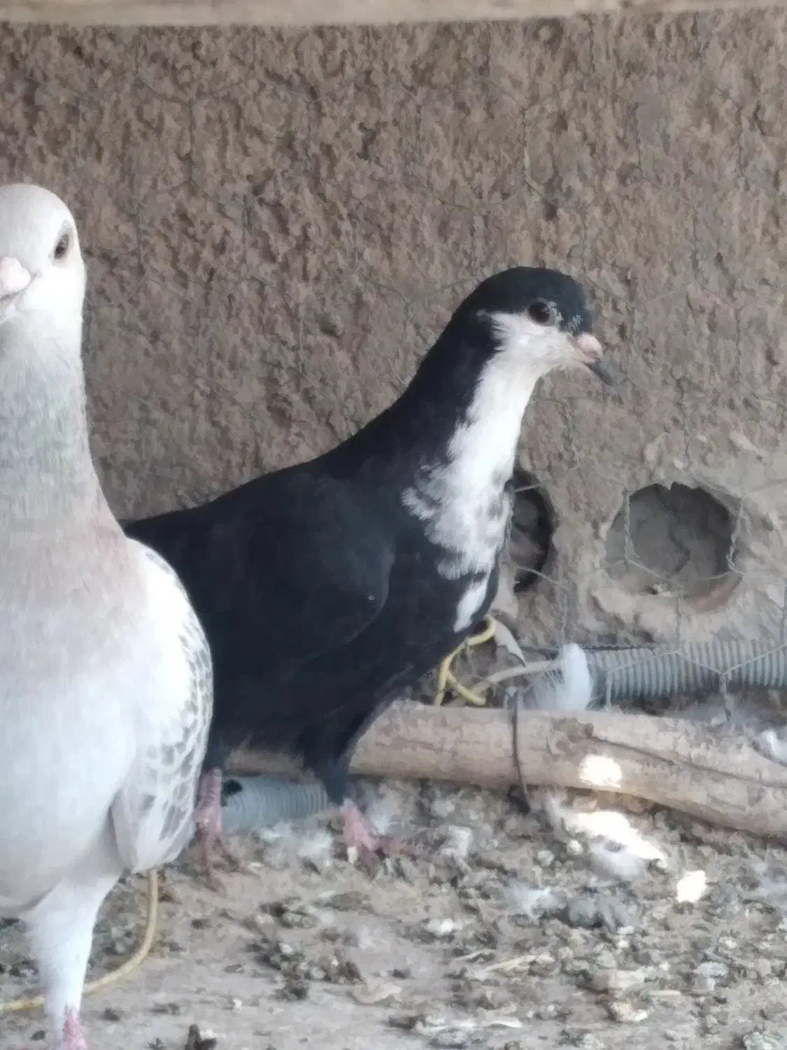 رسمی  ریش بردسیر|پرنده|کرمان, |دیوار