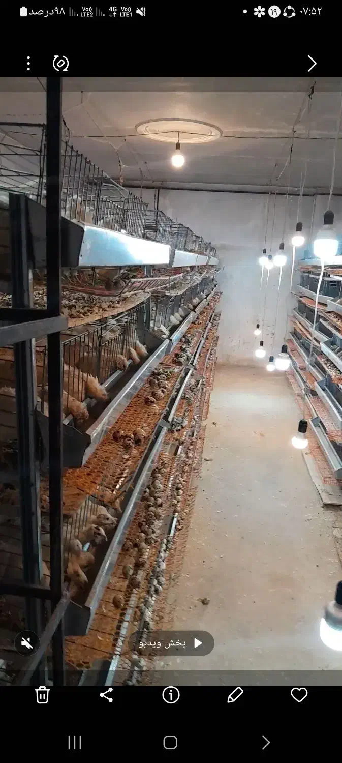 فروش دستگاه جوجه کشی|لوازم جانبی حیوانات|خرم‌آباد, |دیوار