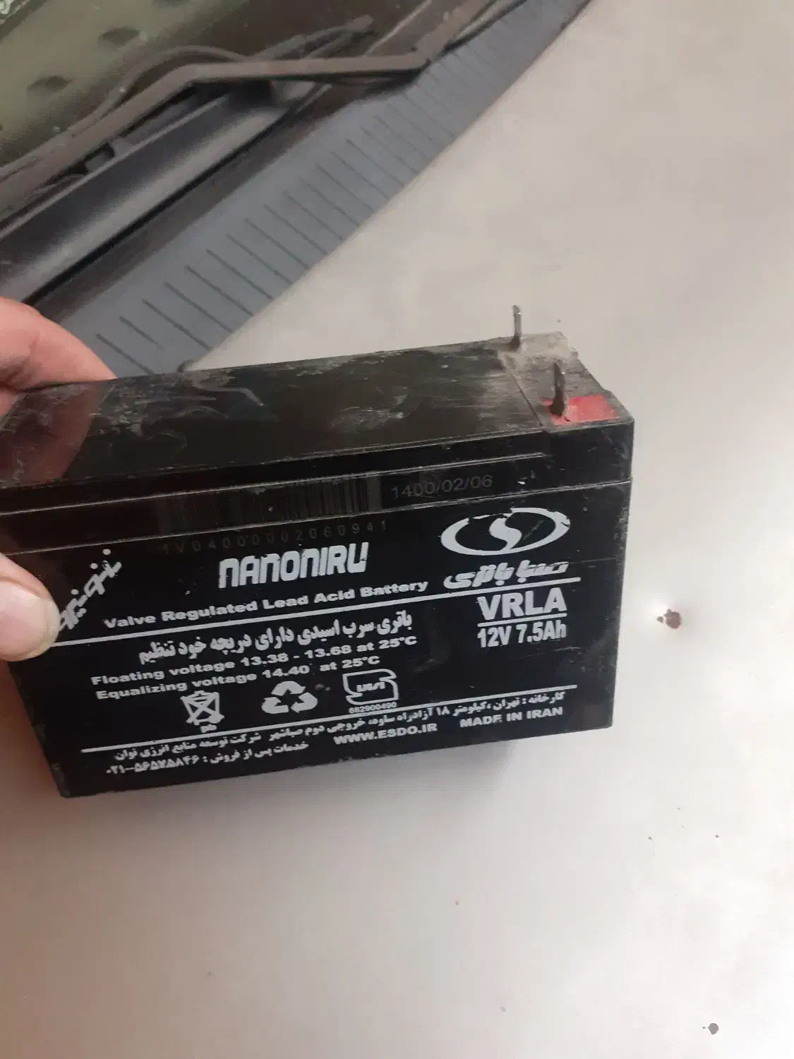 مرغ مینا|پرنده|یزد, |دیوار