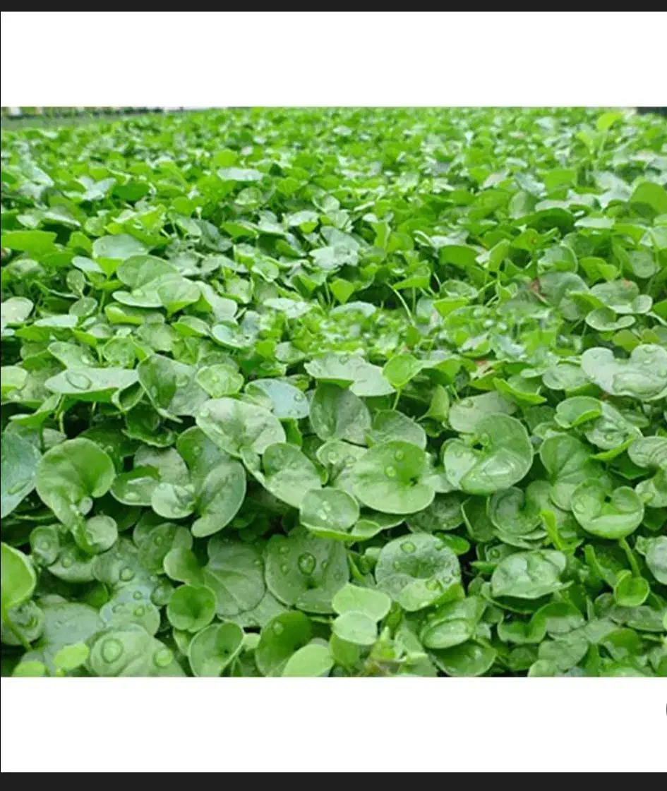 برسین و رنجر انواع بذر قره یونجه و شبدر|گل و گیاه طبیعی|اصفهان, نقش جهان|دیوار