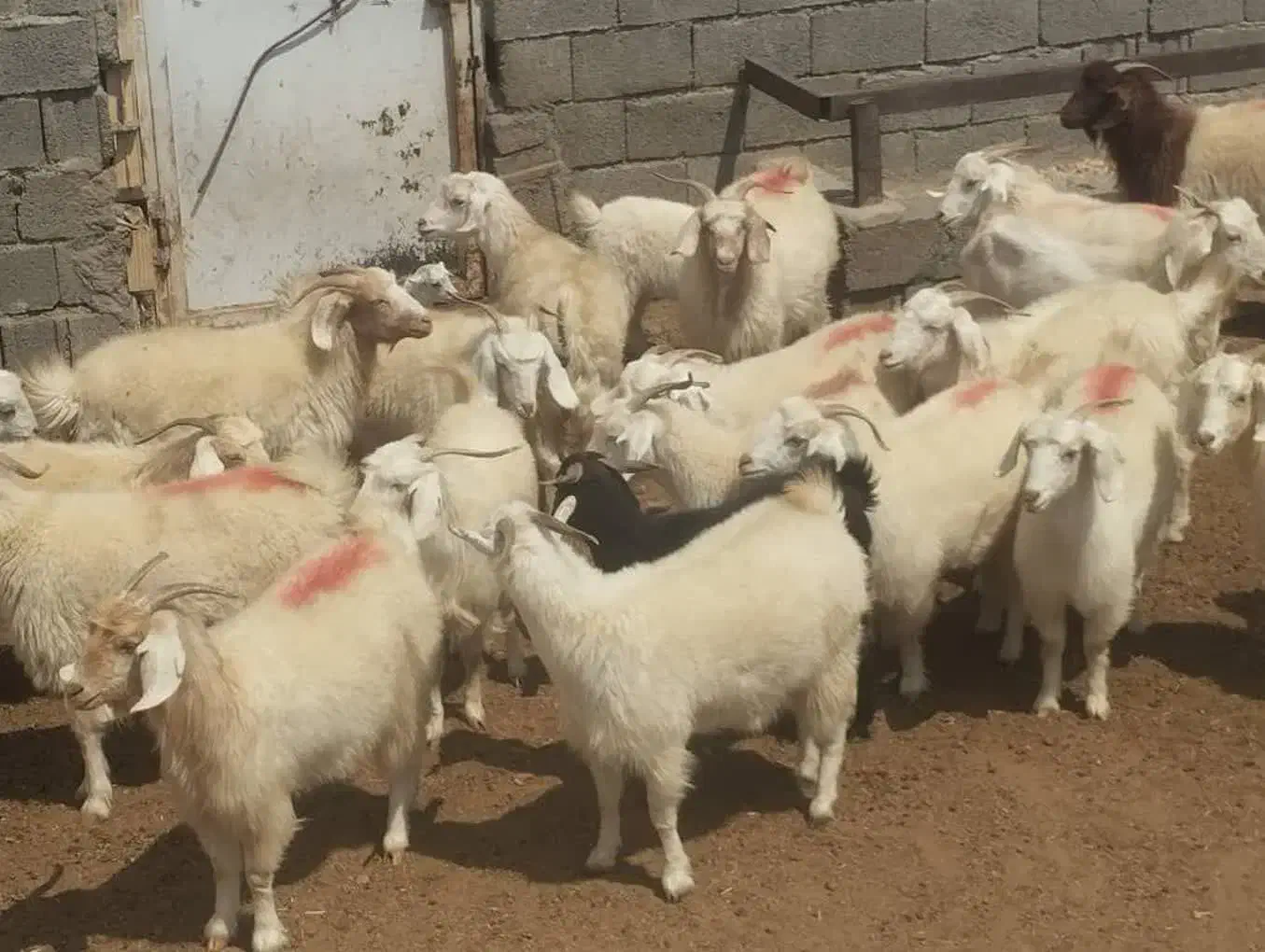 میشینه-فروش یکجا|حیوانات مزرعه|کرمان, |دیوار