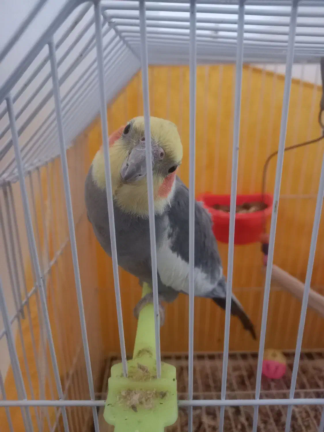 عروس هلندی نر|پرنده|کوچصفهان, |دیوار