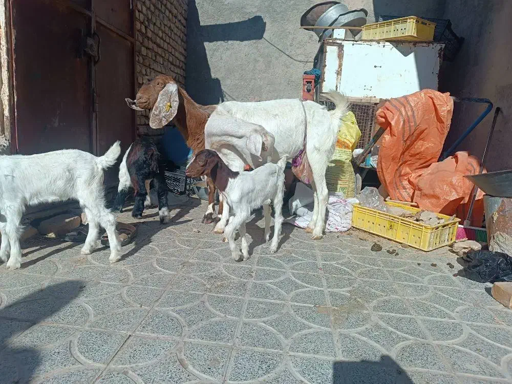 تعدادی بز چاق وچله|حیوانات مزرعه|سیب و سوران, |دیوار