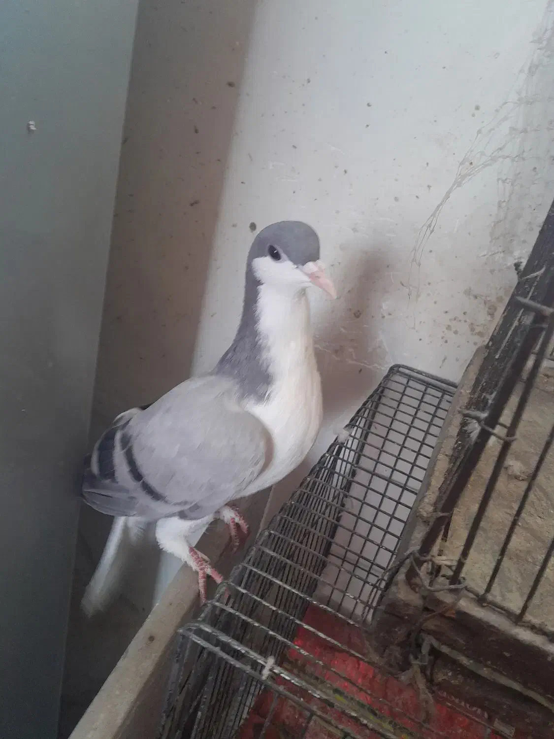 بدرنگ کبود موقلف|پرنده|اقبالیه, |دیوار