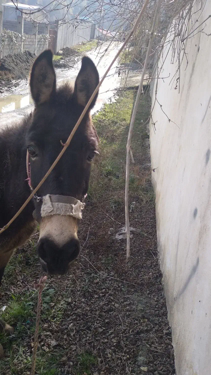 قاطر|حیوانات مزرعه|تالش, هشتپر|دیوار