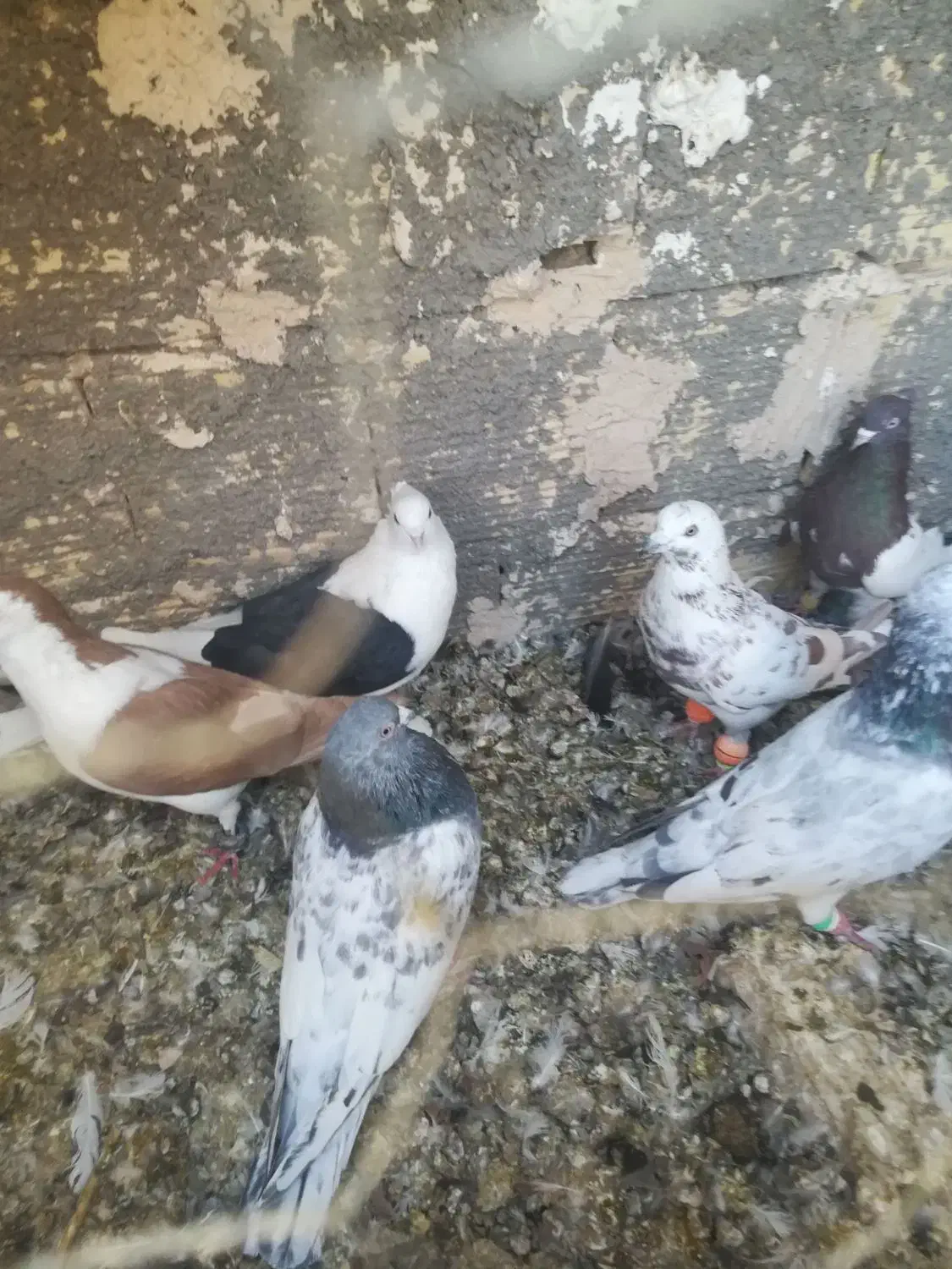 ۱۲تا کفتر رنگه پرشی ضدخوردی|پرنده|تربت جام, شیخ احمد جامی|دیوار