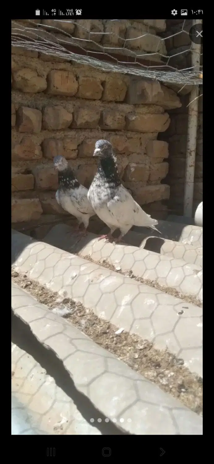 کبوتر|پرنده|کرج, ملک‌آباد|دیوار