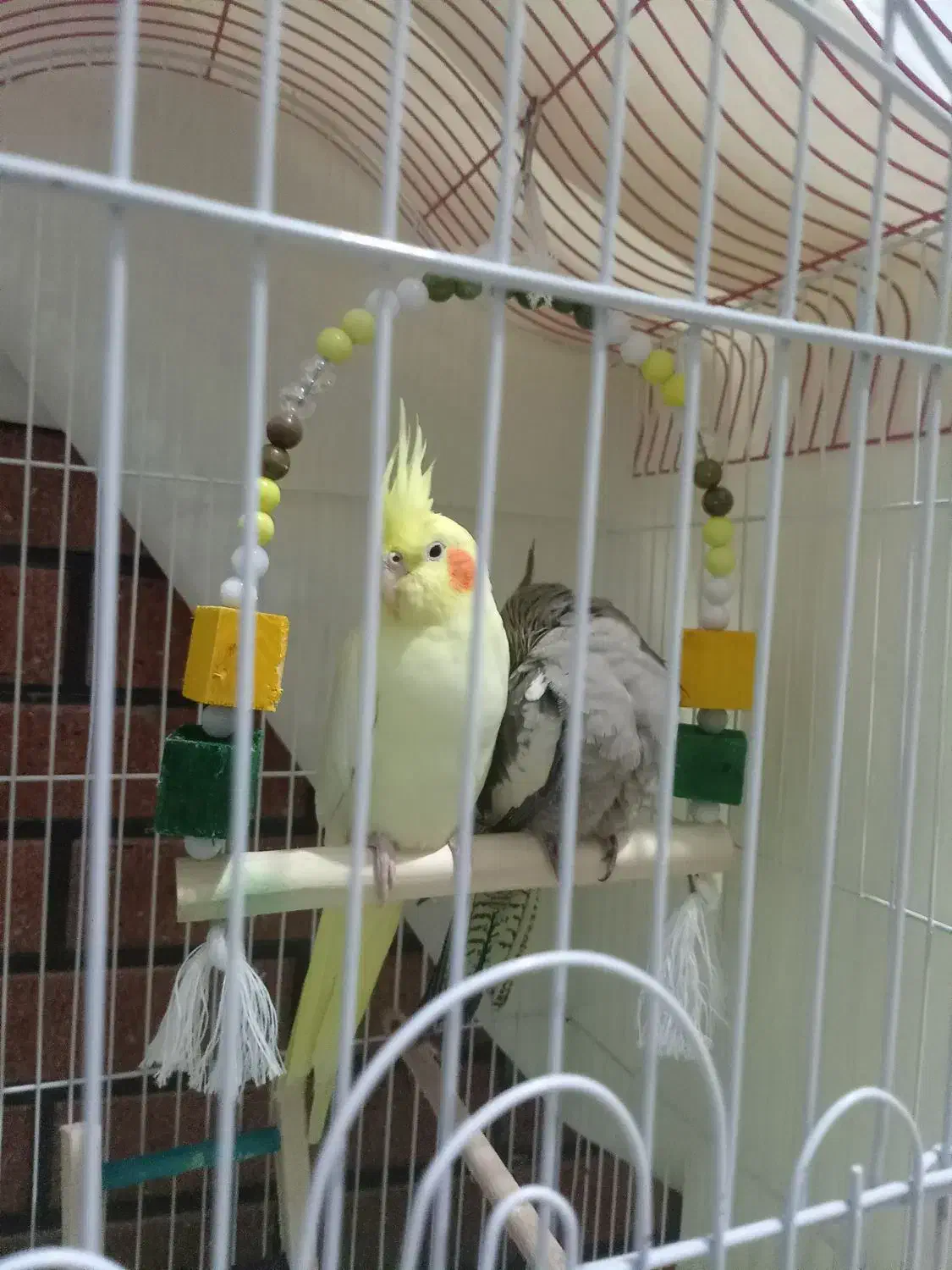 عروس هلندی2عدد|پرنده|مشگین شهر, |دیوار