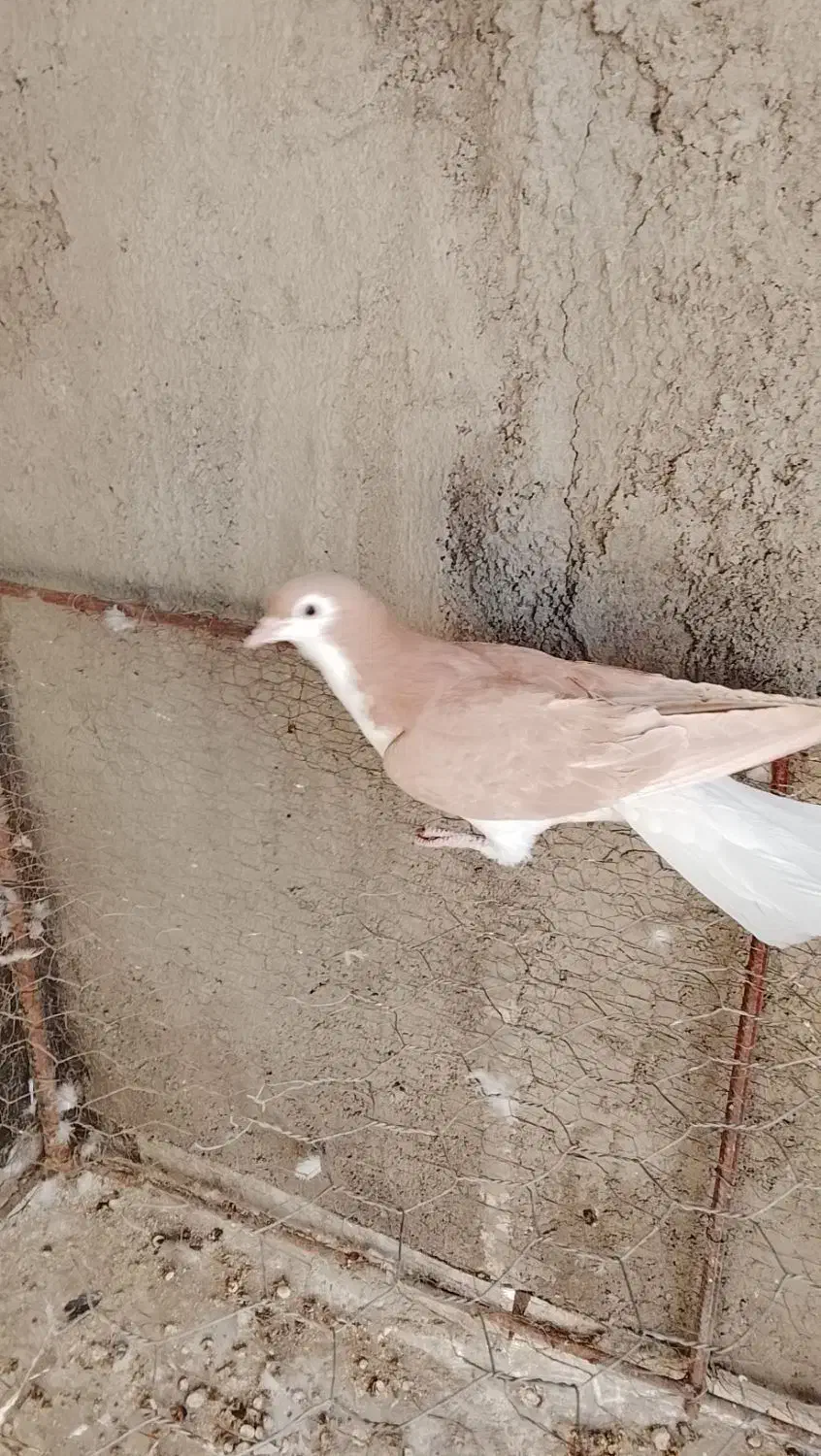 سلام نروماده سار شکلاتی|پرنده|بیرجند, |دیوار