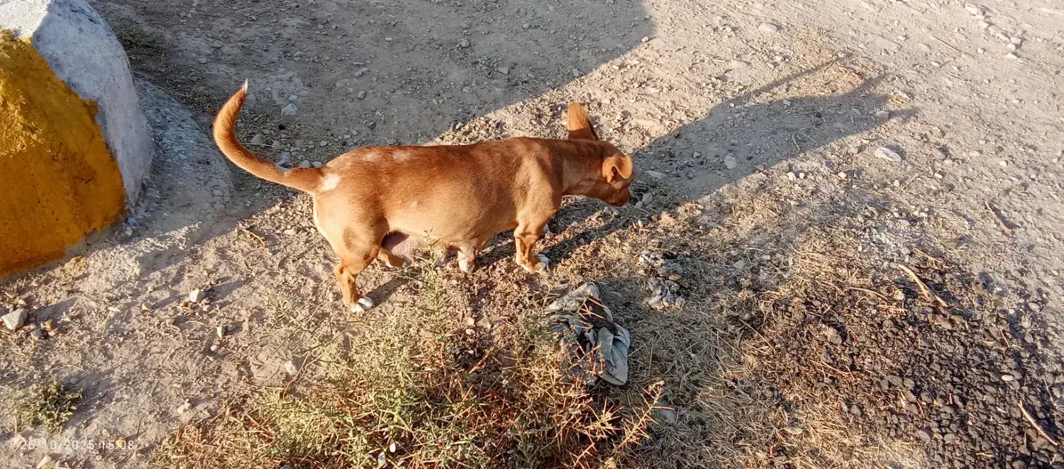 سگ جک راسل تریر شکاری|سگ|شیروان (خراسان), |دیوار