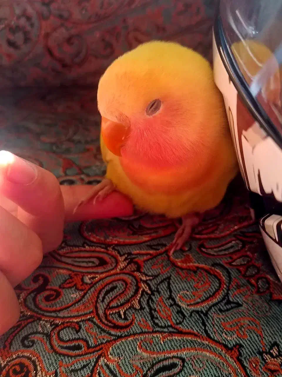 کوتوله برزیلی جوجه|پرنده|اصفهان, سرچشمه|دیوار