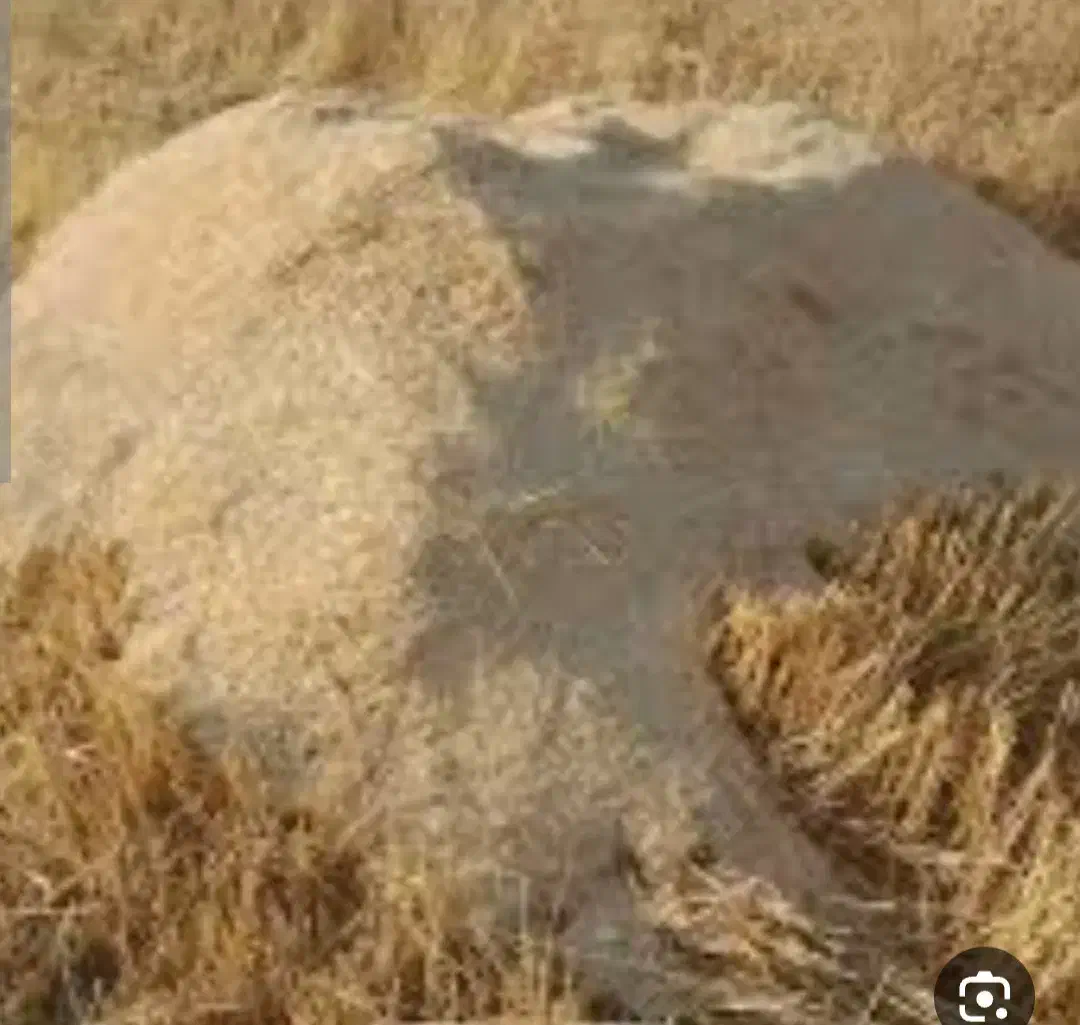 کاه درجه یک برای دامداری|حیوانات مزرعه|قلعه شاهین, |دیوار