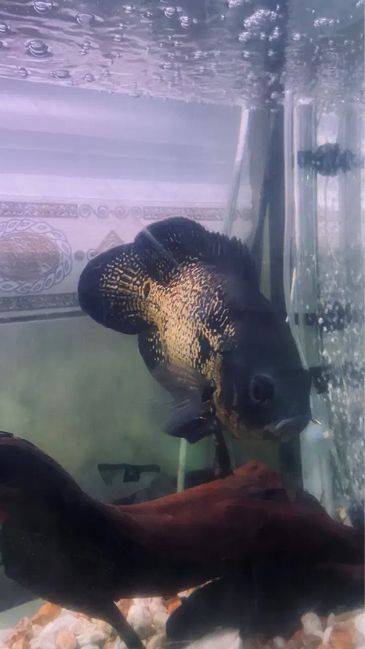 ماهی|ماهی|بندرعباس, |دیوار