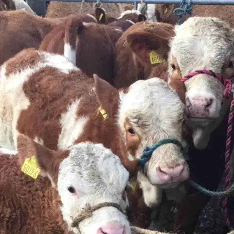 تنها تهیه کننده بهترین گوساله های توناژگیر|حیوانات مزرعه|تربت جام, جامرود|دیوار