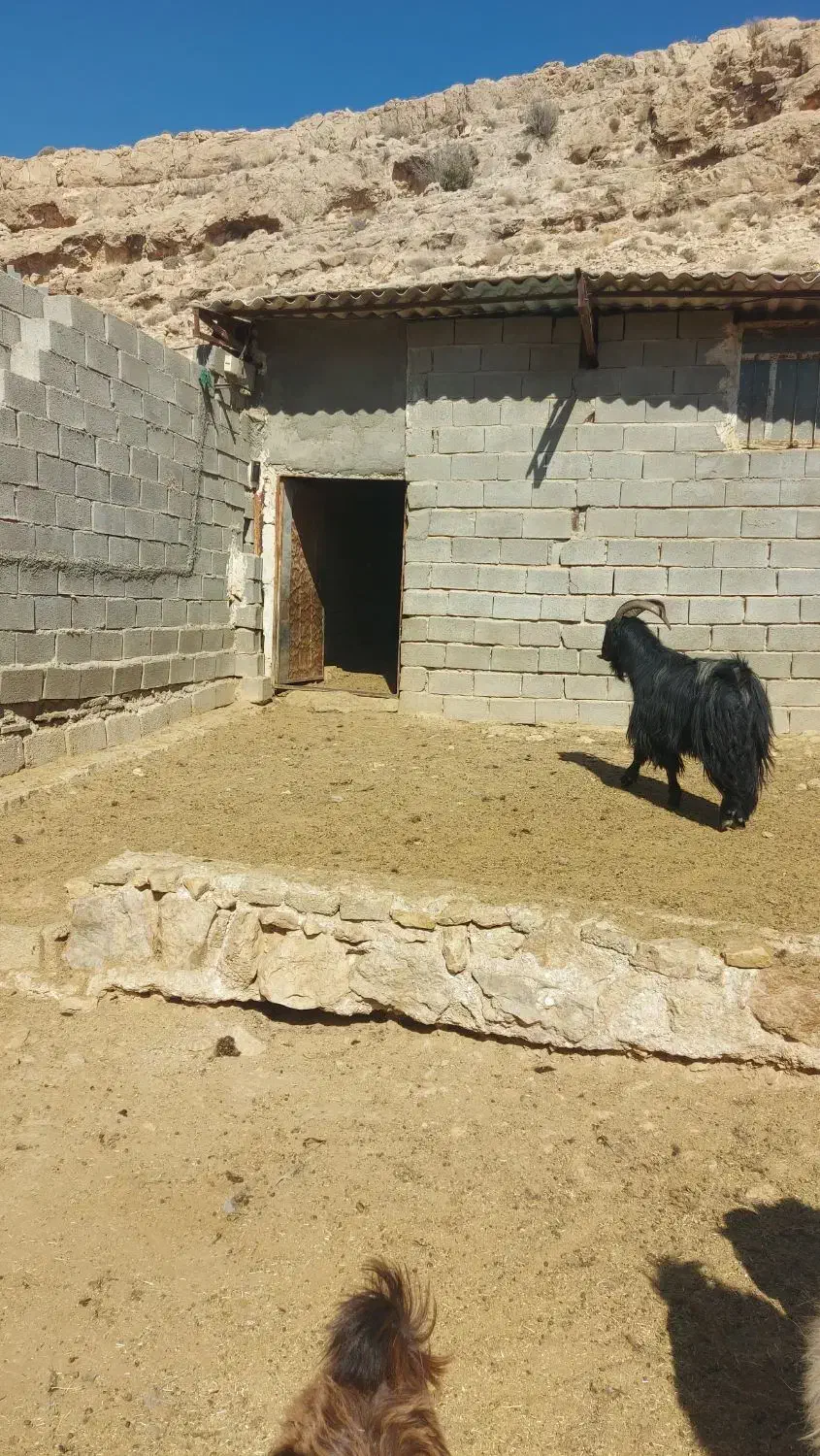 سلام فروش پازن|حیوانات مزرعه|جهرم, |دیوار