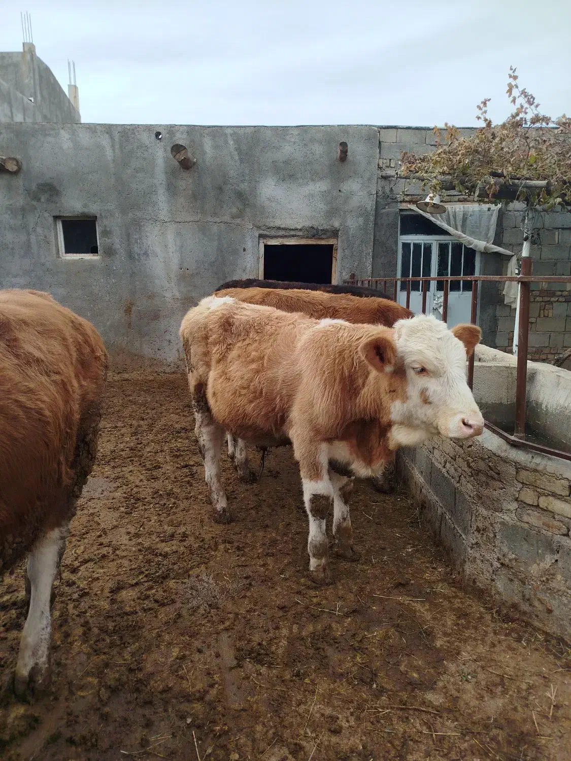 گاو نر سیمینتال|حیوانات مزرعه|باروق, |دیوار