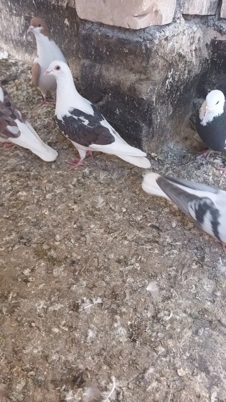 پرشی معاوضه|حیوانات|تربتحیدریه, بهشت عسکری|دیوار