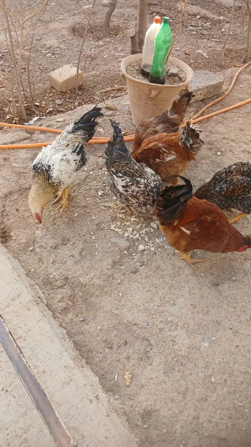 غاز اُردک خروس|حیوانات مزرعه|دشتابی, |دیوار