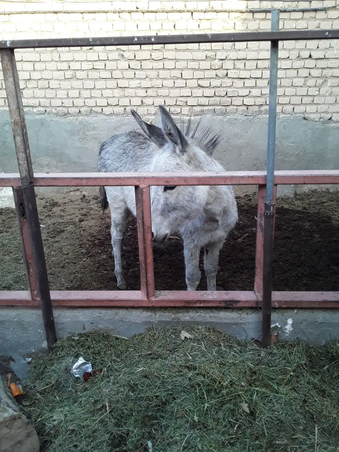 کره الاغ ماده گله ایی|حیوانات مزرعه|سمنان, |دیوار