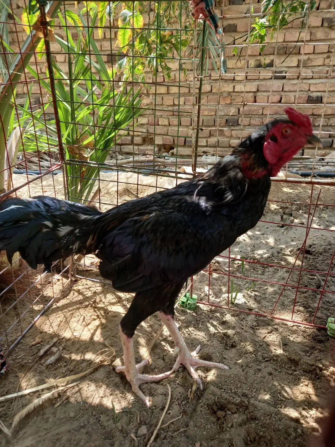 گمشده|حیوانات|ایرانشهر, |دیوار