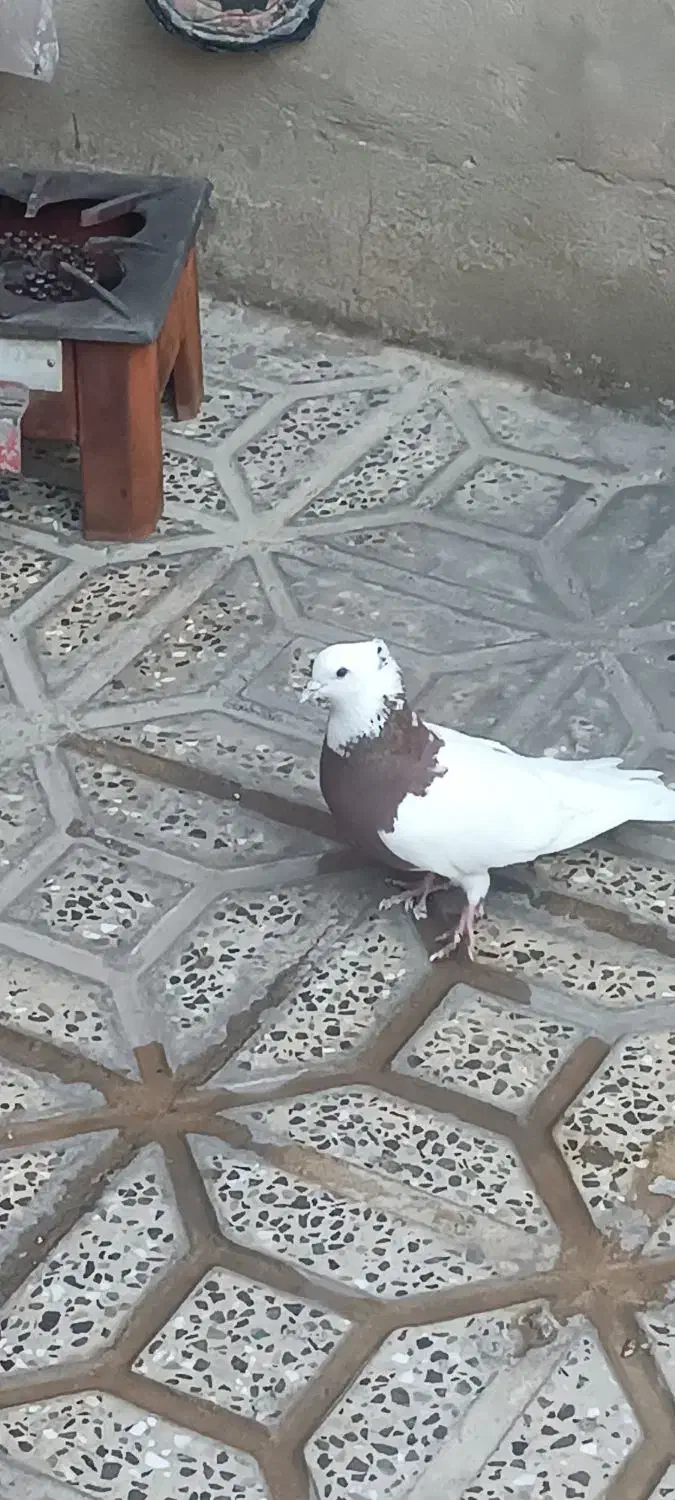 طوق سرخ کبوتر|پرنده|ایلام, |دیوار