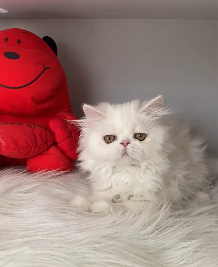 گربه پرشین سوپر فلت ۲/۵ ماهه پسر|گربه|تبریز, |دیوار