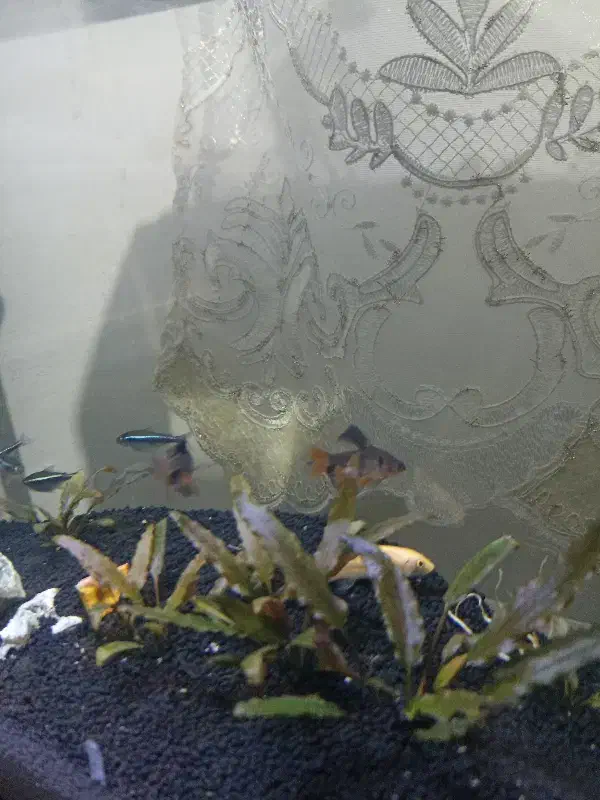 آکواریوم پلنت|ماهی|ورامین, خیر آباد|دیوار