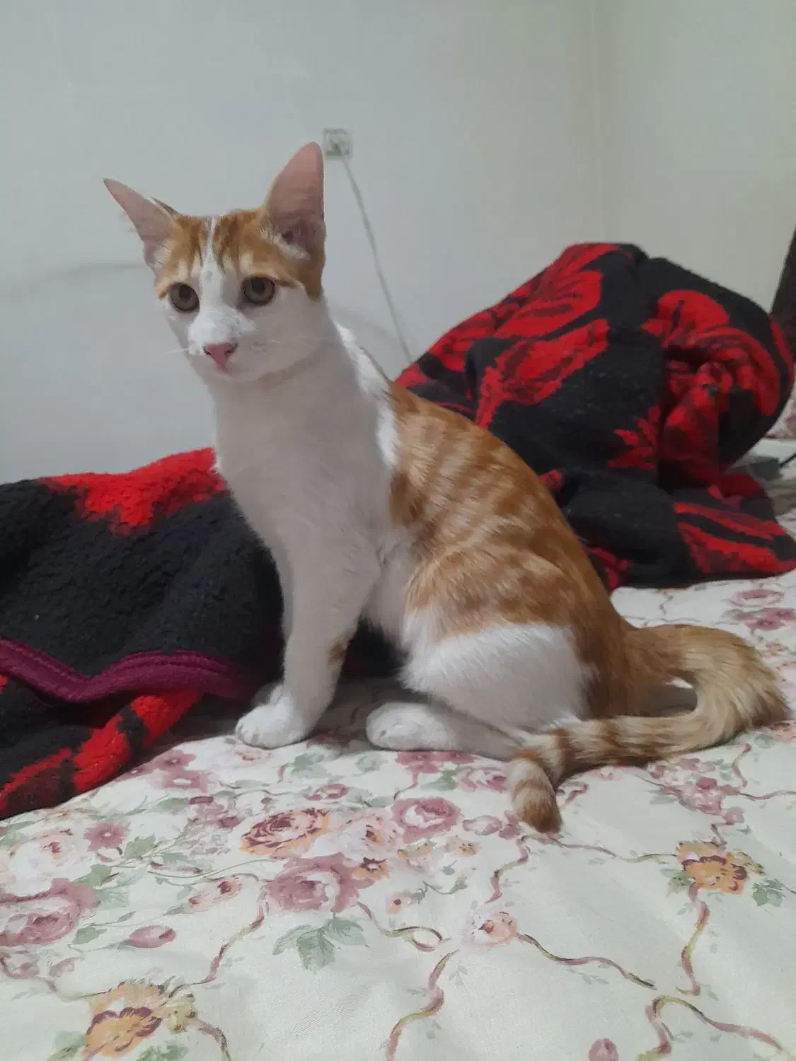 گربه گم شده|گربه|مشهد, سمزقند|دیوار