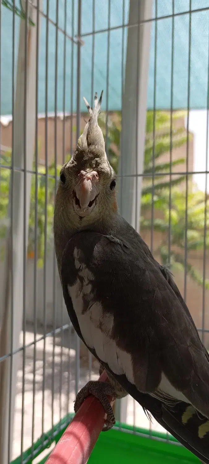 عروس هلندی گمشده|حیوانات|فسا, |دیوار