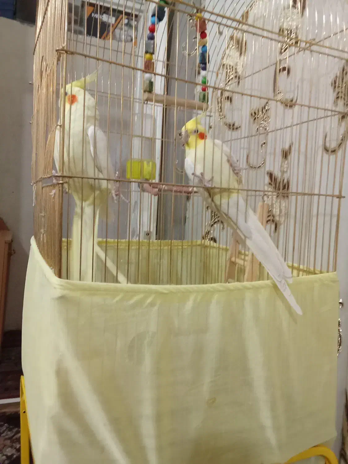 عروس هلندی|پرنده|تبریز, |دیوار