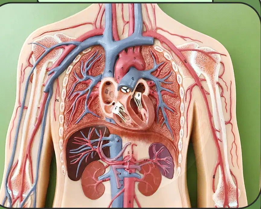 دوره طب سنتی و کایروپراکتیک با اف ۵۰ ٪مدرک معتبر|خدمات آموزشی|اهواز, رسالت|دیوار