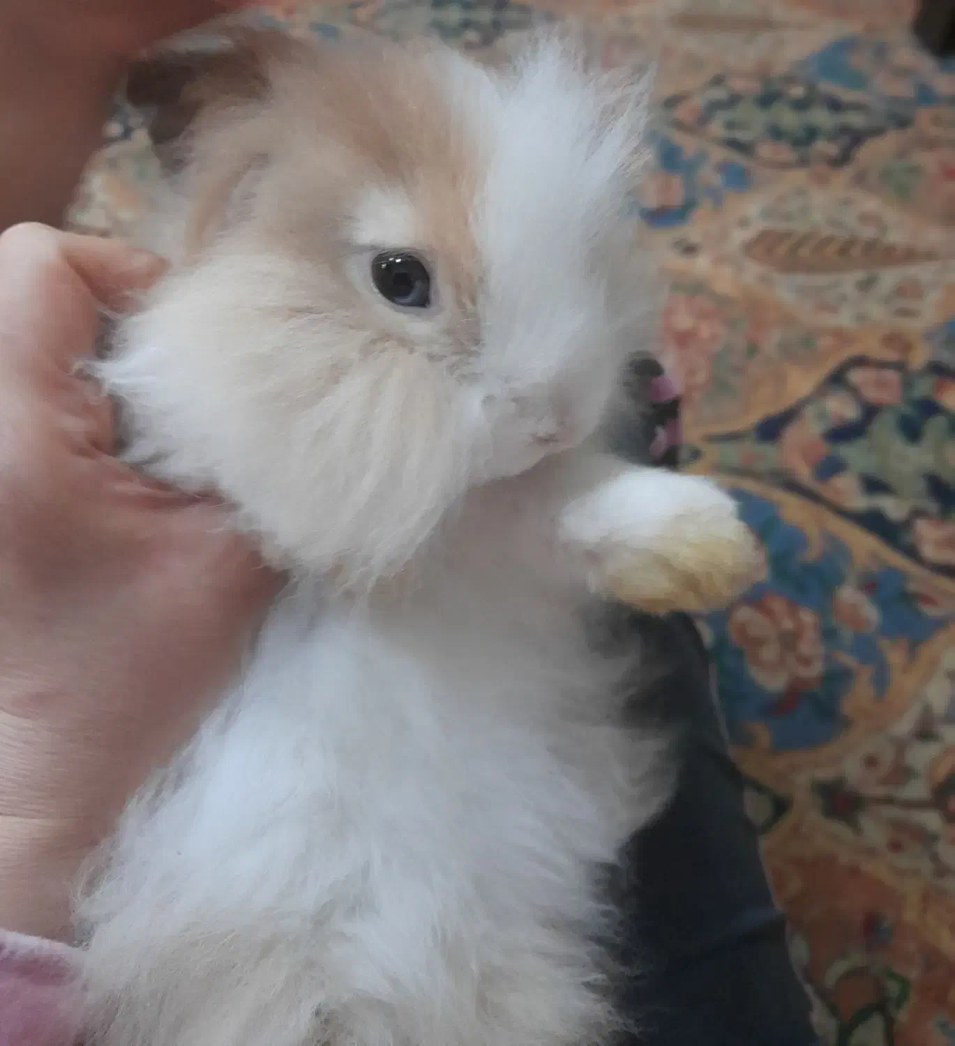 خرگوش از نژاد لوپ|موش و خرگوش|اهواز, کوی ملی راه|دیوار