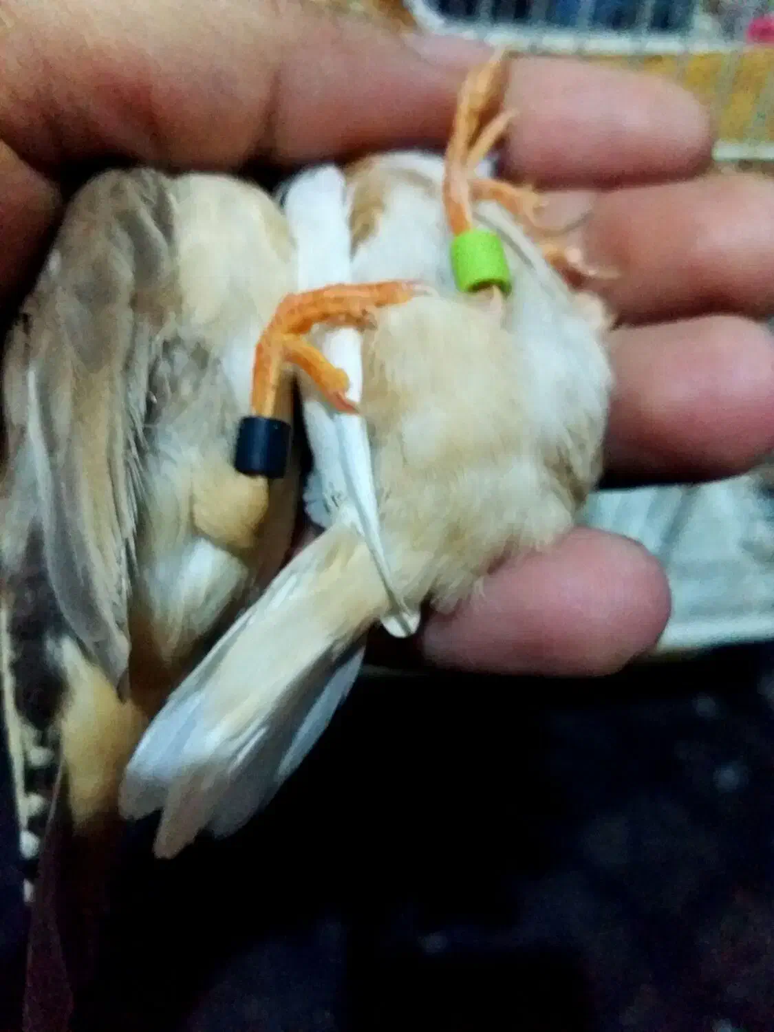 انگلیسی پلاک پلم تازه بالغ درشت|پرنده|بندر ماهشهر, |دیوار