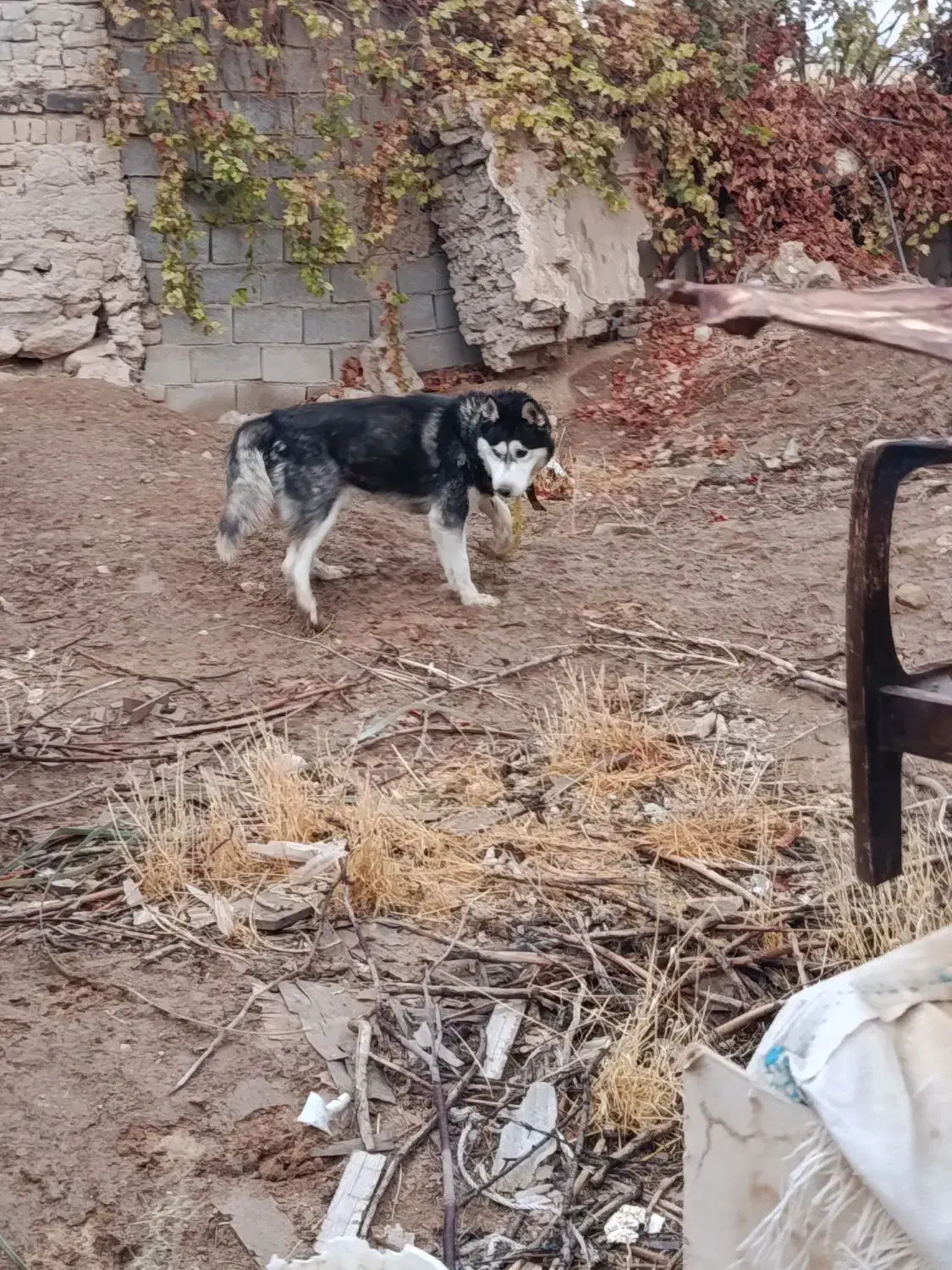 هاسکی اصلی فوری واگذار میشود|سگ|بجنورد, |دیوار