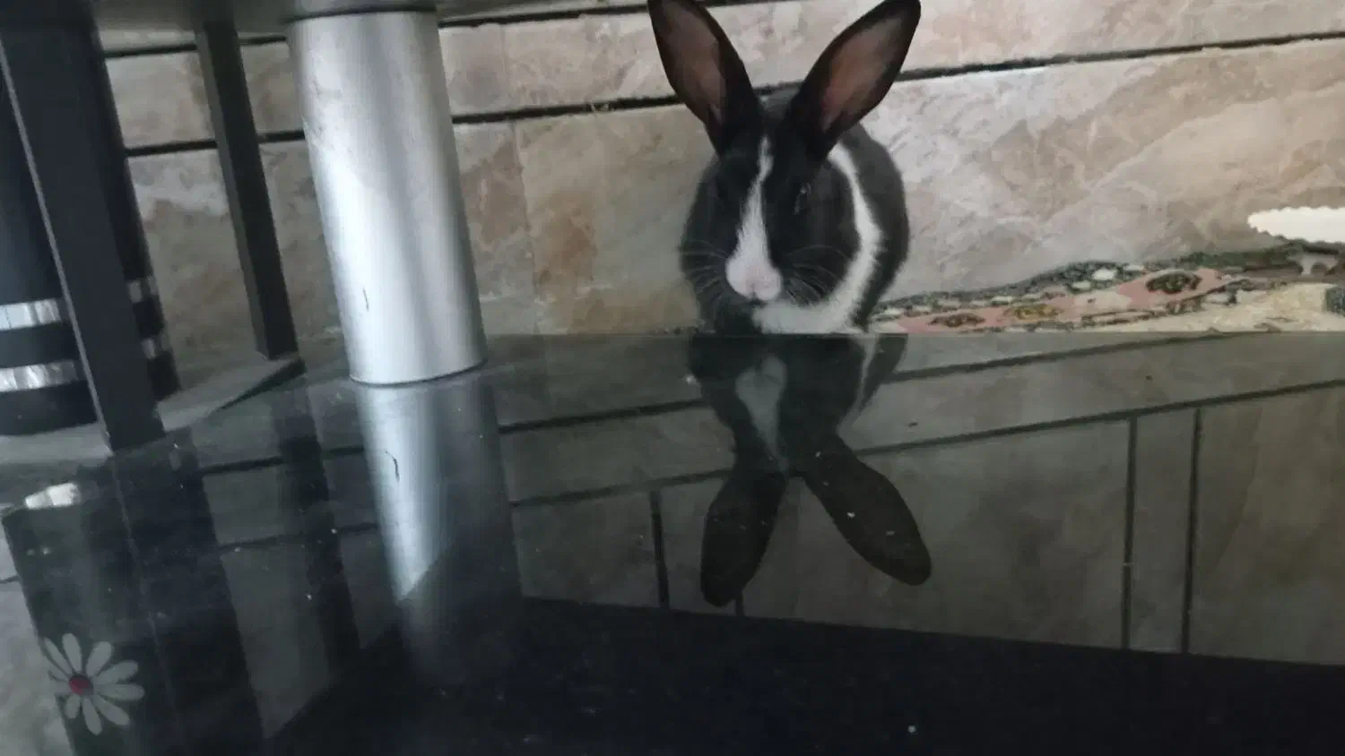 سه عددخرگوش|موش و خرگوش|اهواز, کوی رمضان|دیوار